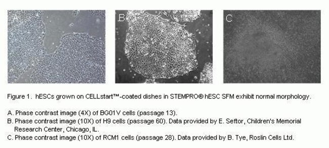 hESCs grown on CELLstartâ„¢-coated dishes in STEMPROÂ® hESC SFM exhibit normal morphology.