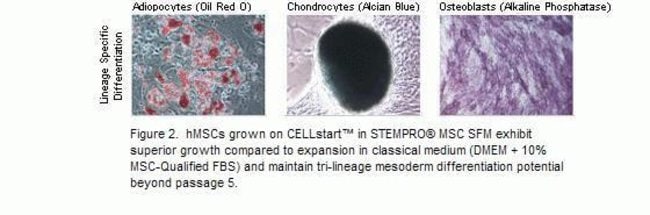 hMSCs grown on CELLstartâ„¢-coated dishes in STEMPROÂ® MSC SFM retain tri-lineage differentiation potential through long-term passaging.