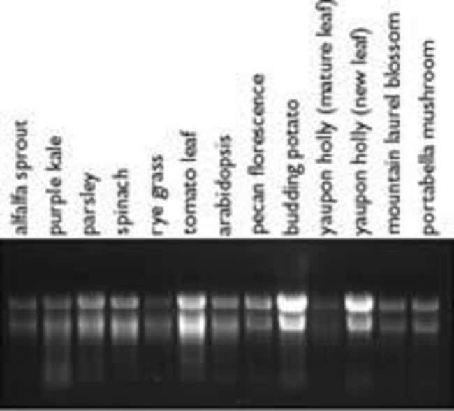 Total RNA Isolation from Various Plant Tissues Using RNAqueous™ Kit and Plant RNA Isolation Aid