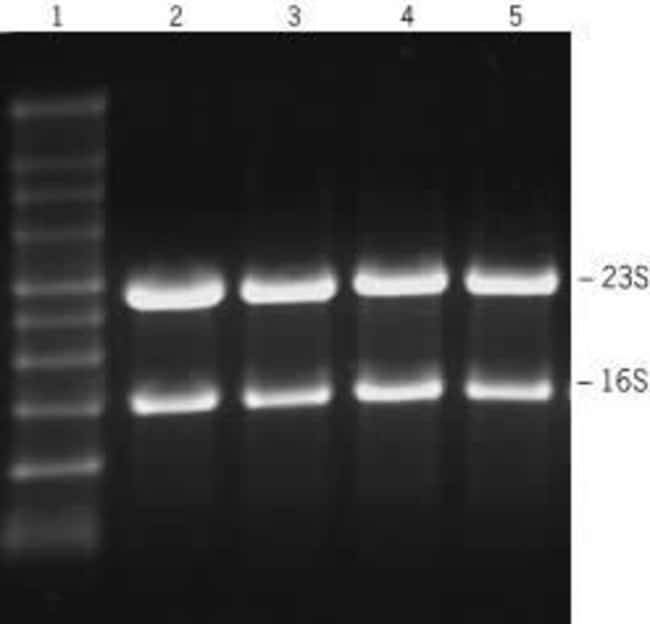 Ribopure rna purification kit bacteria
