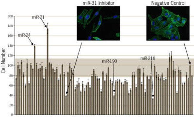 Identification of miRNAs that alter cell proliferation.