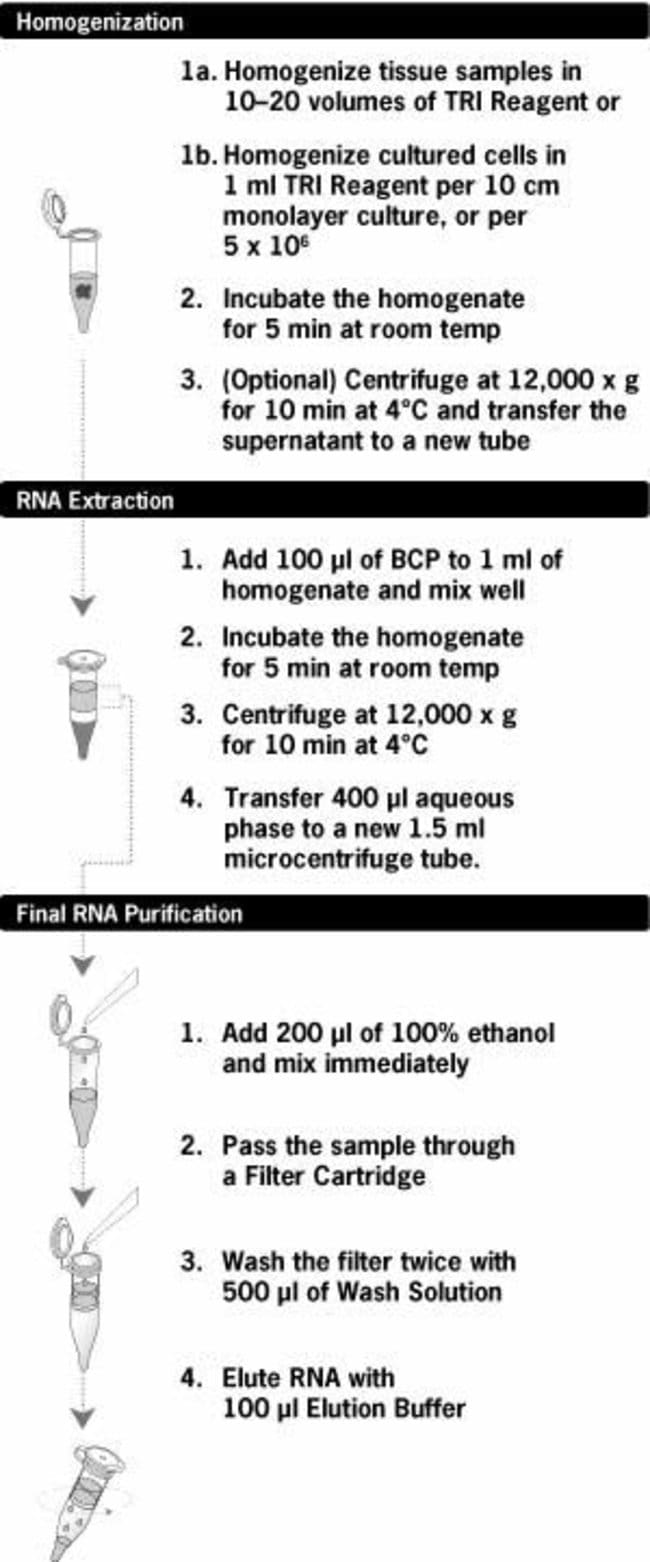 RiboPure™ Procedure Overview