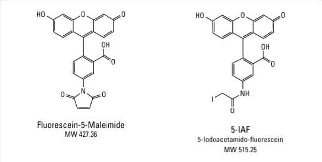 fluorescein