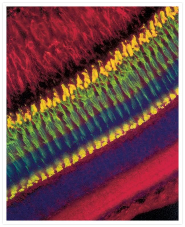 Zebrafish retina. ELF® 97 Immunohistochemistry Kit, tetramethylrhodamine wheat germ agglutinin and Hoechst 33342
