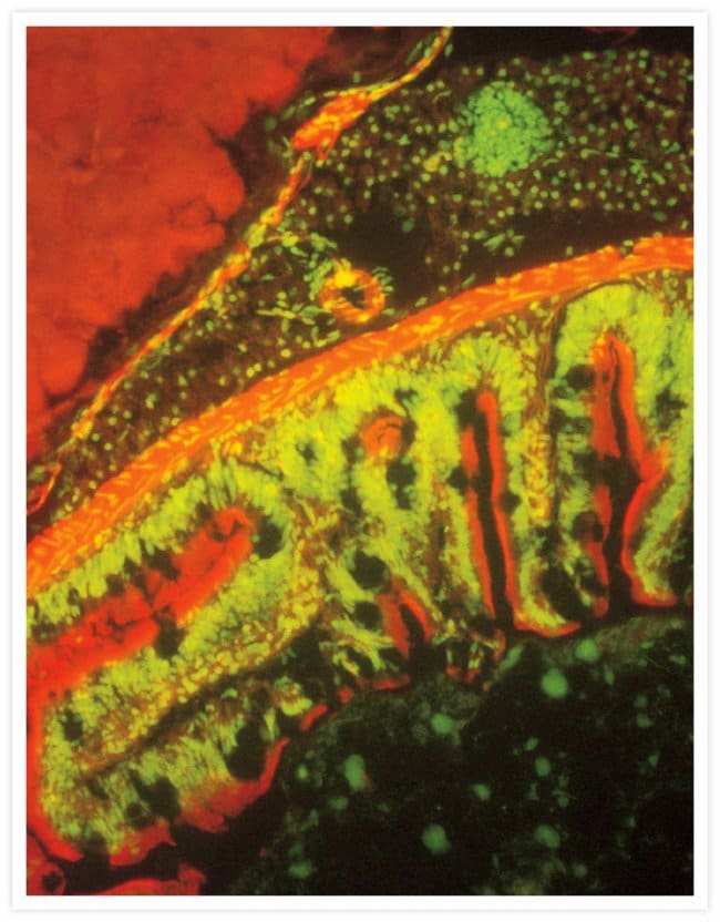 Zebrafish gut. BODIPY&#174; TR-X phallacidin and SYTOX&#174; Green nucleic acid stain.