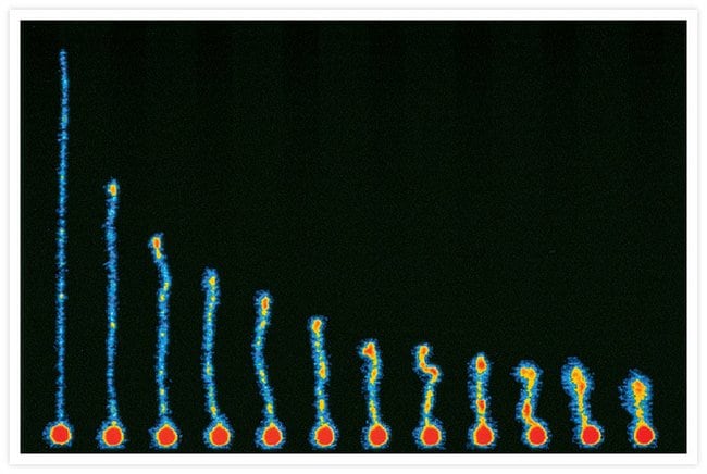 The relaxation of a single, 39 µm–long DNA molecule stained with YOYO®-1 iodide imaged at 4.5 second intervals.