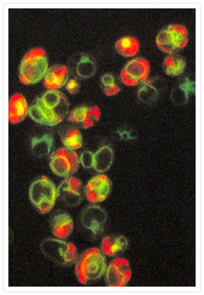 Yeast mitochondria and vacuole staining.