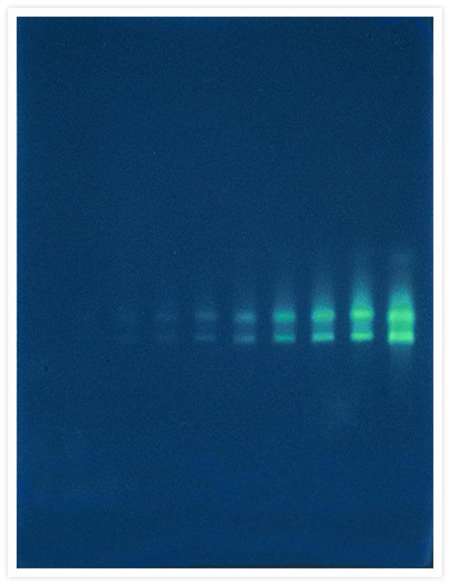 Sybr Green Ii Rna Gel Stain 10 000x Concentrate In Dmso Thermo 1 Agarose Gel Containing 16s And 23s Ribosomal Rna Rrna Sybr