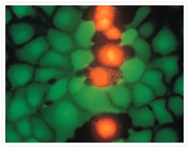 Kangaroo rat (PtK2) cells. LIVE/DEAD® Viability/Cytotoxicity Kit.