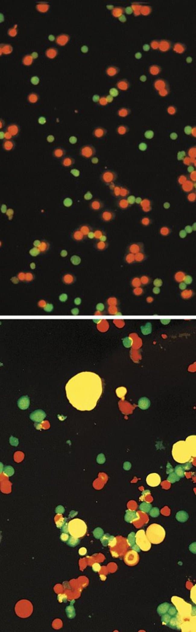 Electrofusion of HL60 cells. CellTracker Orange CMTMR and CellTracker Green CMFDA.