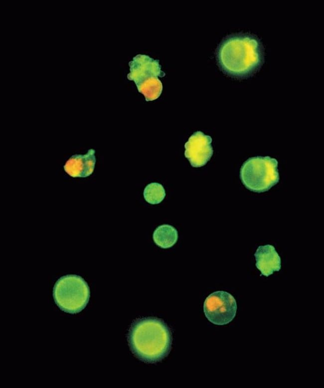 Jurkat human T cell leukemia cells. Alexa Fluor 488 annexin V and propidium iodide.