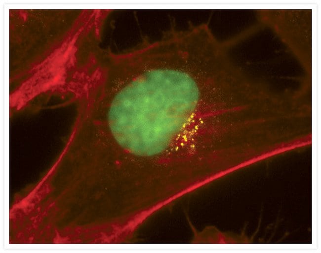 Immunofluorescent Staining using Mouse anti-Golgin-97 Monoclonal Antibody.