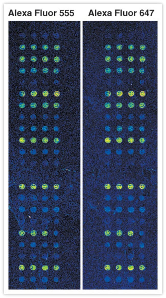 DNA microarray hybridized to DNA labeled using the ARES™ DNA Labeling Kits.
