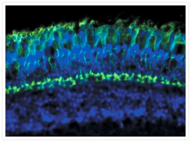 A zebrafish retina cryosection labeled with the mouse monoclonal antibody FRet 43 and detected using TSA Kit #2 with the HRP conjugate of goat anti–mouse IgG antibody and Alexa Fluor® 488 tyramide.