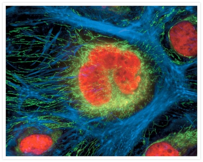 Fixed and permeabilized HeLa cells stained with Alexa Fluor® 350 phalloidin and Mouse anti ATP Synthase Subunit IF1 Monoclonal Antibody to label actin filaments and the mitochondria, respectively.