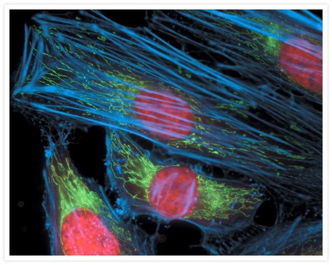 HeLa cells stained with Alexa Fluor® 350 phalloidin, an anti–OxPhos Complex V inhibitor protein antibody and the anti–cdc6 peptide antibody.