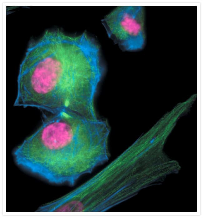 Late telophase muntjac cells stained with Alexa Fluor® 350 phalloidin, an anti–a-tubulin antibody and the anti–cdc6 peptide antibody.