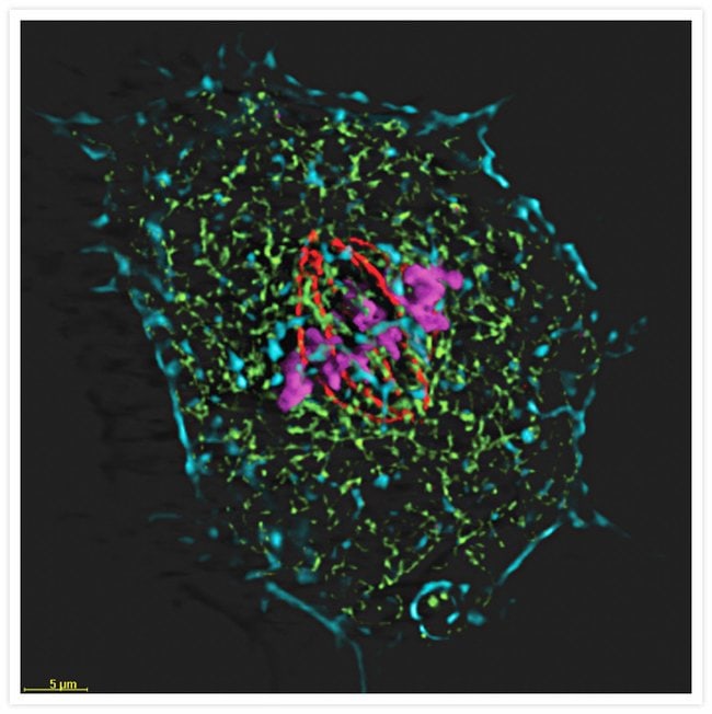 Four-color staining of a muntjac cell with probes for cytoskeletal, nuclear and mitochondrial proteins