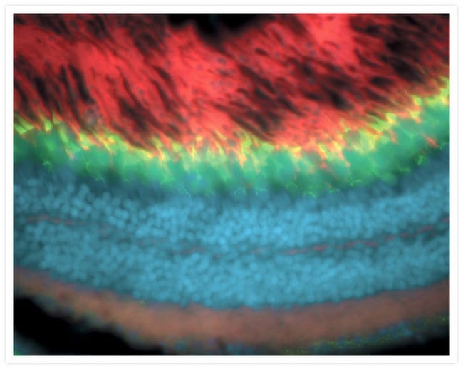 Zebrafish retina cryosection labeled with the Alexa Fluor® 488 conjugate of lectin PNA, the Alexa Fluor® 594 conjugate of wheat germ agglutinin and DAPI.