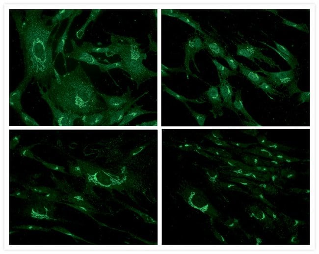 Immunofluorescent Staining using mouse anti-Golgin-97 monoclonal antibody.