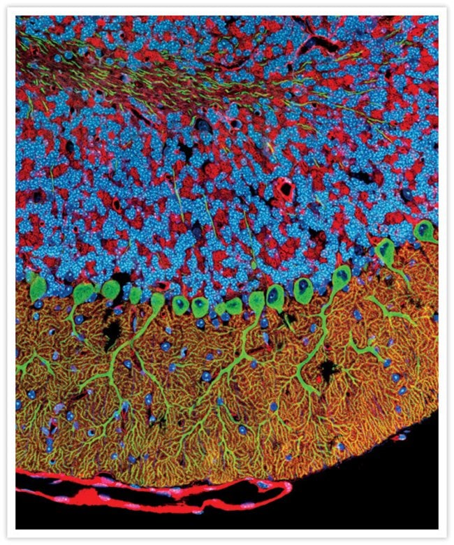 Mouse cerebellum section visualized using a fluorescent Qdot® nanocrystal conjugate.