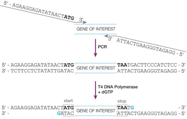Generation of sticky ends on the gene of interest with T4 DNA polymerase and dGTP