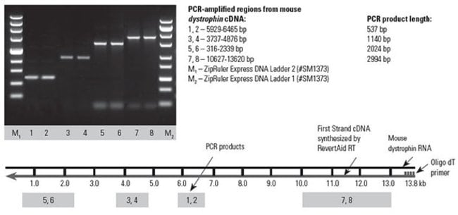 Full-length cDNA synthesis using the RevertAid First Strand cDNA Synthesis Kit