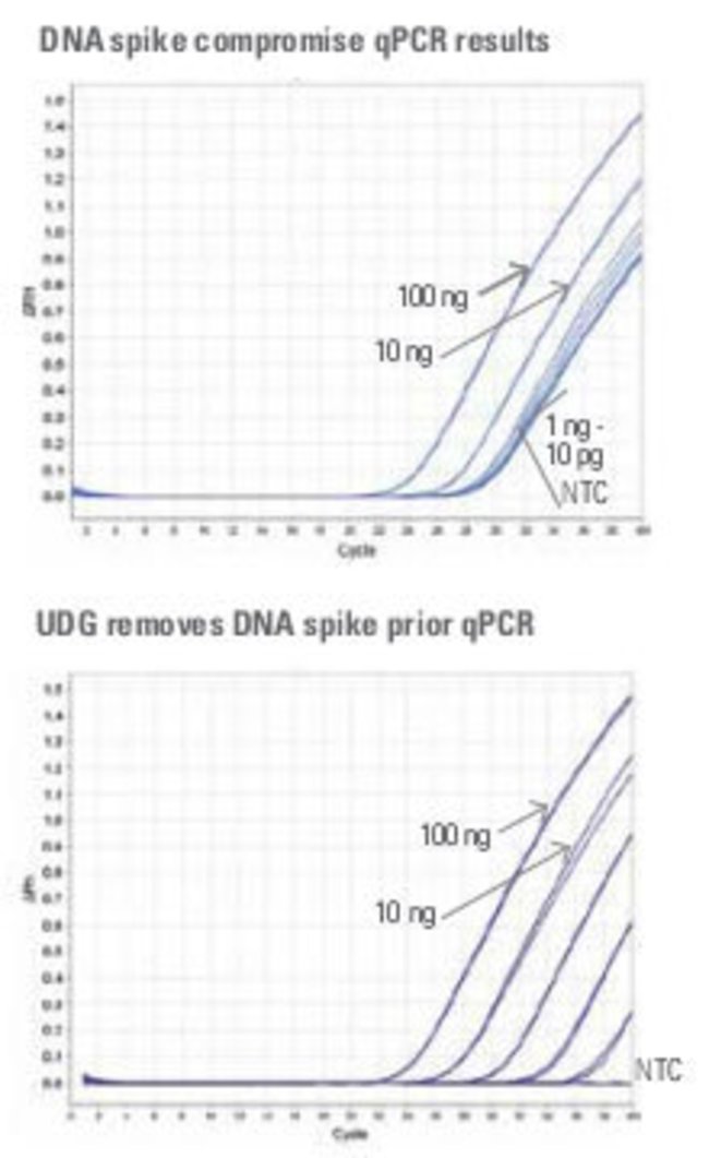 UDG efficiently removes carry-over contamination in qPCR