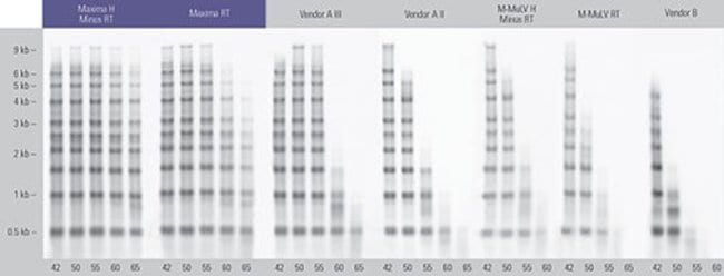 High yields of cDNA over a broad temperature range