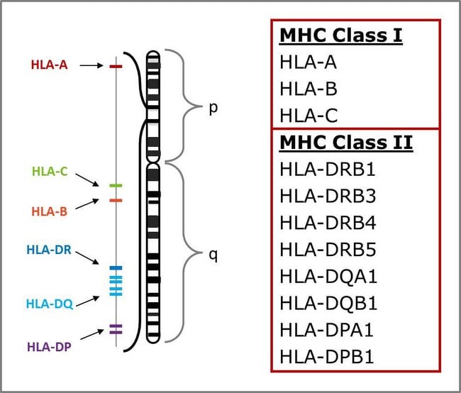 Axiom™ HLA Typing Analysis Services