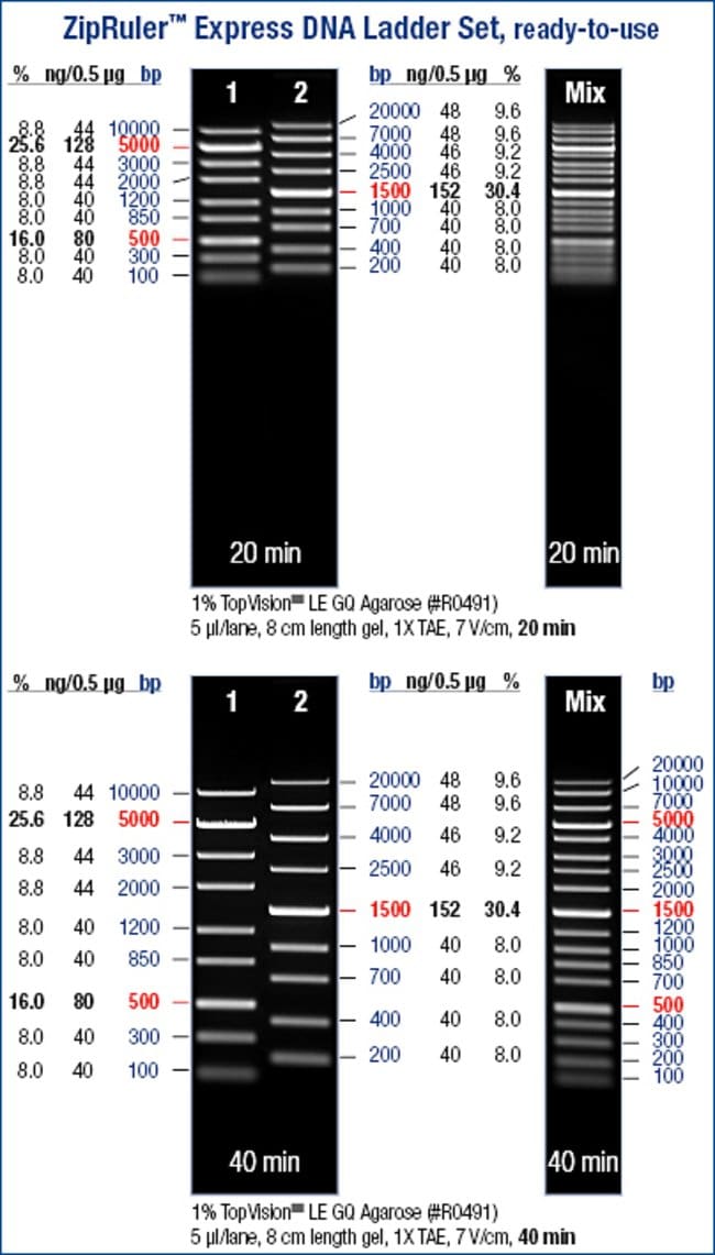 ZipRuler Express DNA Ladder Set, ready-to-use.