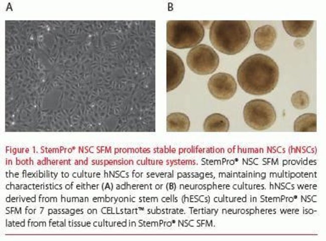 StemPro® NSC SFM promotes stable proliferation of human NSCs (hNSCs) in both adherent and suspension culture systems