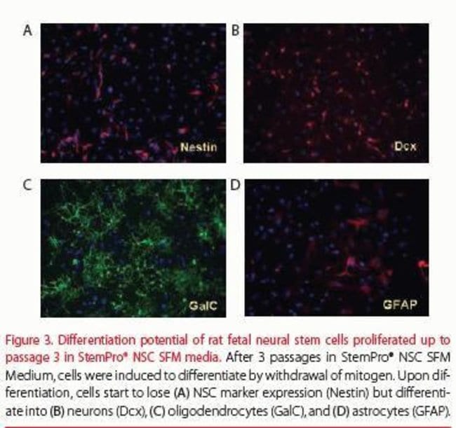 Differentiation potential of rat fetal neural stem cells proliferated up to passage 3 in StemPro® NSC SFM media