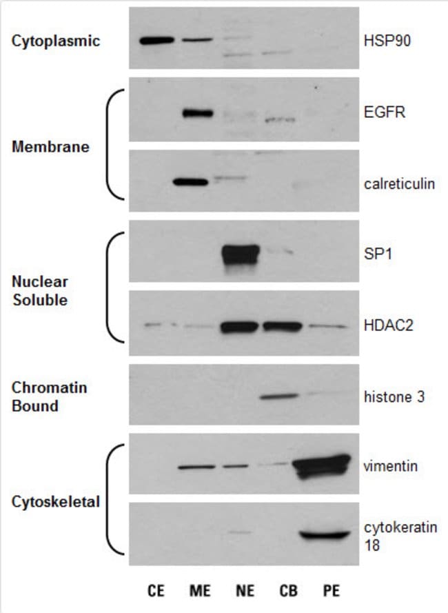 Western blots of fractionated cellular proteins