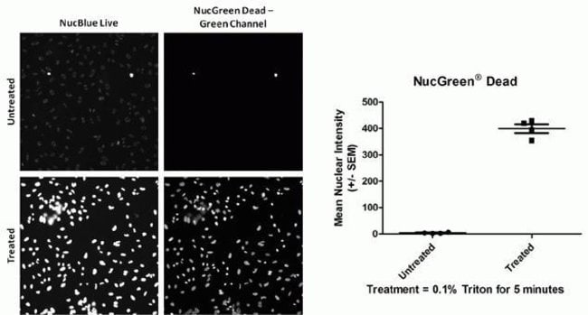 HeLa cell viability determination using ReadyProbes® Cell Viability Imaging Kit (Blue/Green)