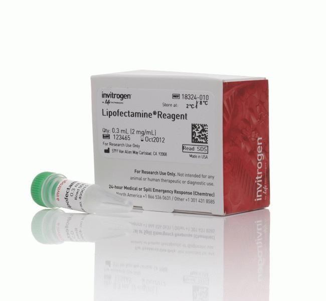 Lipofectamine™ Transfection Reagent