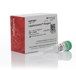 Lipofectamine™ Transfection Reagent