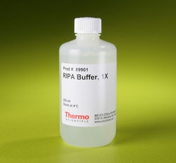 extraction buffer Buffer  RIPA Scientific Lysis Thermo  Extraction and Fisher