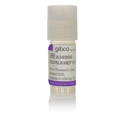 C57bl 6 Mouse Embryonic Fibroblasts Irradiated