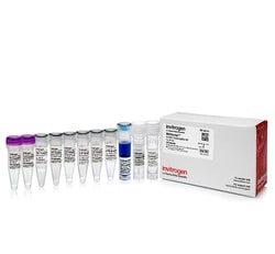 MAXIscript™ T7 Transcription Kit