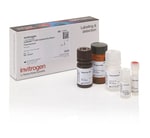 CyQUANT™ LDH Cytotoxicity Assay, fluorescence