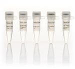 DNase I, RNase-free (supplied with MnCl2) (1 U/L) - Thermo Fisher ...