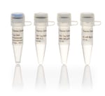 Taq DNA Polymerase, recombinant (5 U/µL)