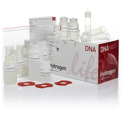 qiagen plasmid mini midi and maxi kits