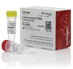 Lipofectamine 3000 Transfection Reagent - Thermo Fisher Scientific