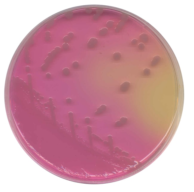 Oxoid™ Burkholderia Cepacia Medium