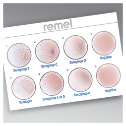 Wellcolex™ Color Salmonella Rapid Latex Agglutination Test Kit