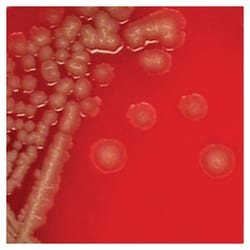 BactiDisks™ Bacillus subtilis ATCC™ 6633™