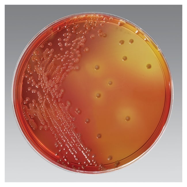 Burkholderia Cepacia Selective Agar