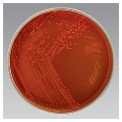 Campylobacter Selective Medium (leaked horse blood, vancomycin ...